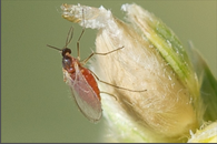 sorghum midge.png