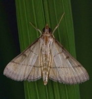 rice leaf-folder.jpg