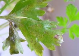 Downy Mildew