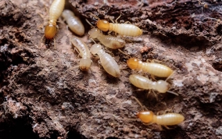 Termite