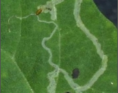 leaf miner.png