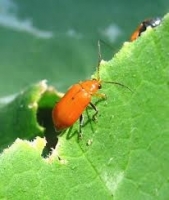 Red Pumpkin Beetle