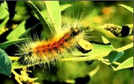 Bihary Hairy Caterpillar