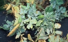 Powdery Mildew