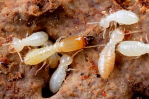 Termites