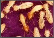 Termites