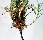 fusarium wilt.png