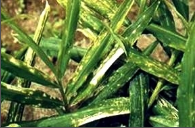 blight and leaf spots.png