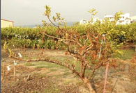 guava wilt.png