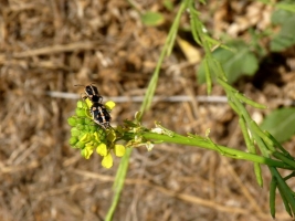 Painted Bug