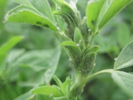 Alfalfa Aphid