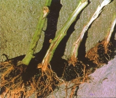 Root rot