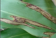 leaf blight.png
