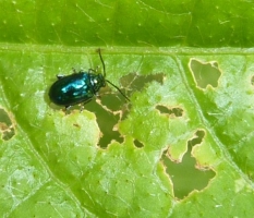 Flea Beetles and Mustard Saw Fly