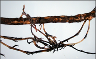 Root Rot