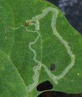 Leaf Miner