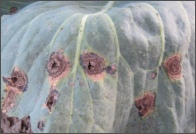 alternaria leaf spot.png