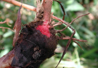 Pythium rot.png