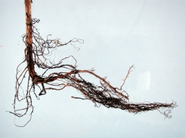 Seedling Root Rot