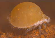 aphid.png
