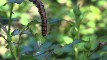 Caterpillar