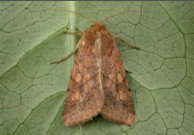 gram pod borer.png
