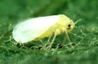 White Fly