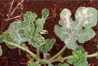 LEAF MINER.png