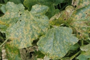 Powdery Mildew