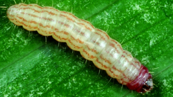 Lucerne caterpillar