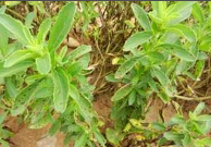 septoria.png