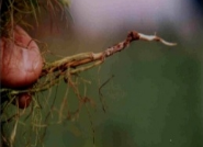 fusarium wilt.png