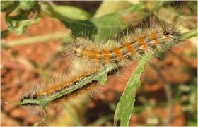 Bihar caterpillar and American caterpillar
