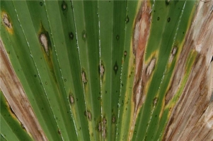 Alternaria Leaf Spot