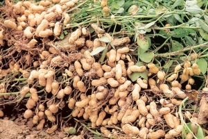 groundnut-1.jpg