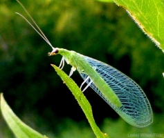 Tulsi Lacewing