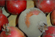 fruit rot.png
