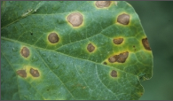 anthracnose.png