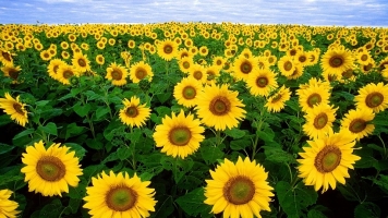 sunflower-11574_1920.jpg
