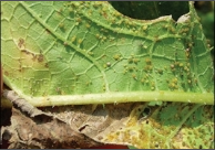 aphids and thrips.png