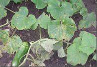 anthracnose.png