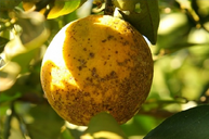 लैमन का धफड़ी रोग