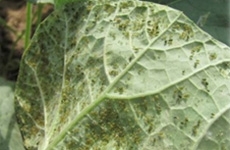 Aphid