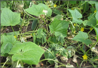 bacterial wilt.png