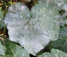 Powdery Mildew