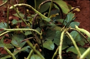 3954idea99Cowpea_aphids.jpg 3954idea99Cowpea_aphids.jpg