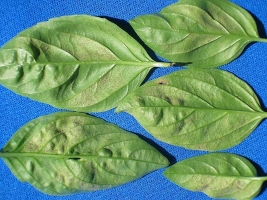 Downy Mildew