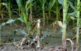 Bacterial Stalk Rot