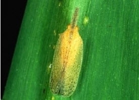 pyrilla sugarcane.jpg
