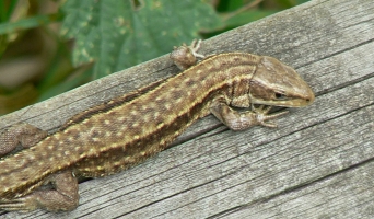 Lizard